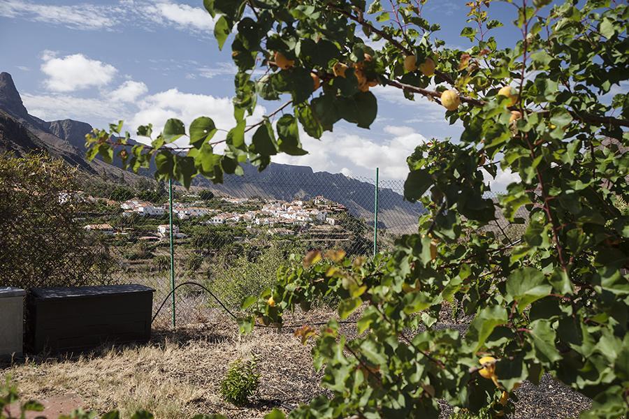 Гостевой дом Ecotara Canary Islands Фатага Номер фото